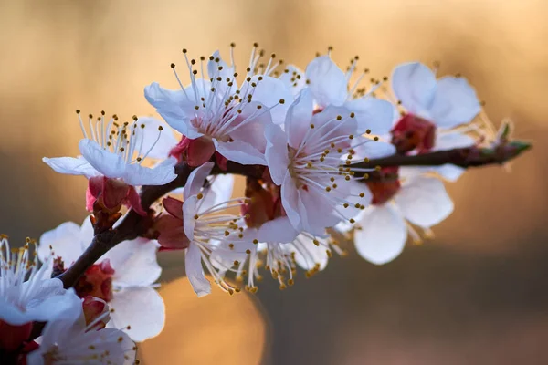 Rama Flor Albaricoque Primavera —  Fotos de Stock