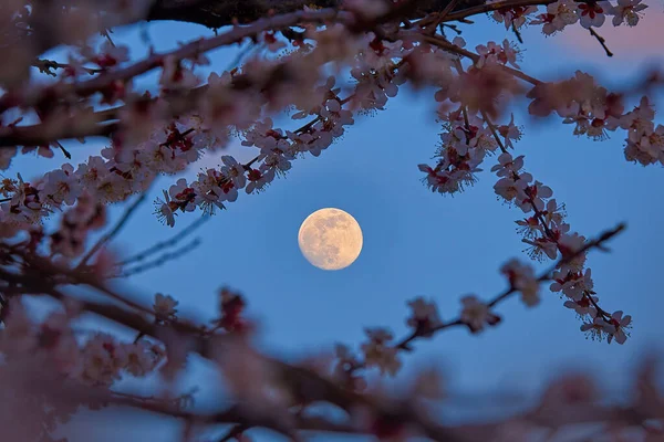 Çiçekli kayısı dallarının arasından dolunay manzarası