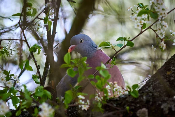 Büyük kuş çember güvercini bir dala oturur