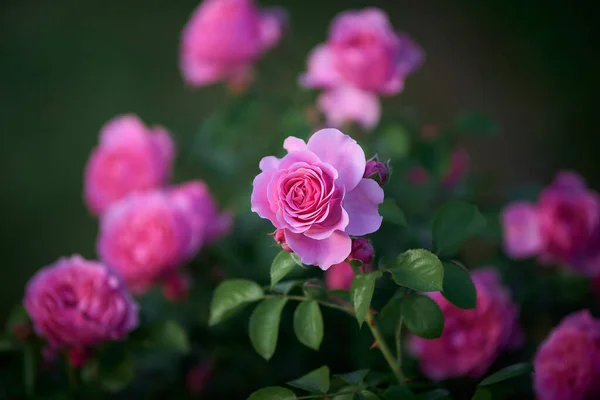 Mooie Roze Rozen Tuin — Stockfoto