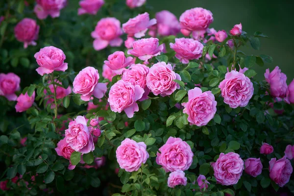 Hermosas Rosas Rosadas Jardín Fotos de stock
