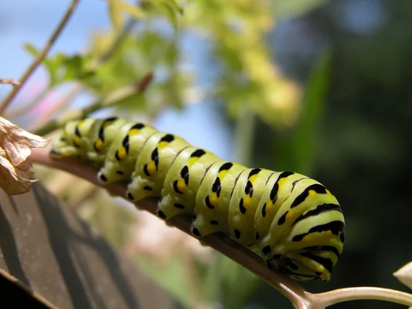 Caterpillar — Stock Photo, Image