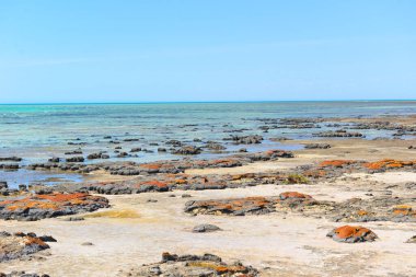 Güney Batı # Avustralya 'daki Shark Körfezi' nde Stromatolitler.