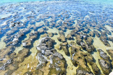 Güney Batı # Avustralya 'daki Shark Körfezi' nde Stromatolitler.