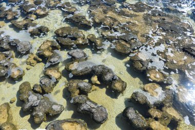 Stromatolites at Shark's Bay, South Western #Australia.