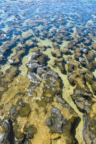 Stromatoliter Vid Shark Bay Sydvästra Australien — Stockfoto