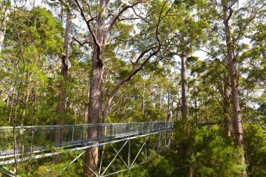 Devler Vadisi 'ndeki uzun ağaç tepelerinde yürüyorum. Güney Batı Avustralya' da..