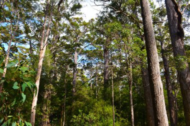 Devler Vadisi 'ndeki uzun ağaç tepelerinde yürüyorum. Güney Batı Avustralya' da..