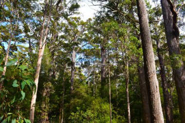 Walking along the tall tree tops in the Valley of the Giants South Western Australia.