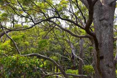 Devler Vadisi 'ndeki uzun ağaç tepelerinde yürüyorum. Güney Batı Avustralya' da..