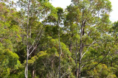 Devler Vadisi 'ndeki uzun ağaç tepelerinde yürüyorum. Güney Batı Avustralya' da..