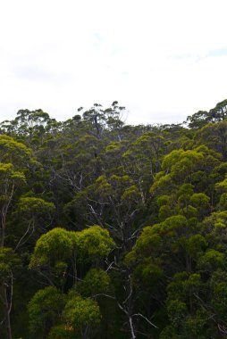 Devler Vadisi 'ndeki uzun ağaç tepelerinde yürüyorum. Güney Batı Avustralya' da..