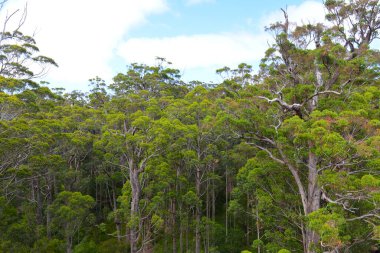 Devler Vadisi 'ndeki uzun ağaç tepelerinde yürüyorum. Güney Batı Avustralya' da..