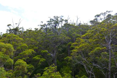 Devler Vadisi 'ndeki uzun ağaç tepelerinde yürüyorum. Güney Batı Avustralya' da..