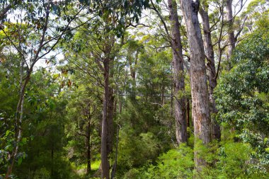 Walking along the tall tree tops in the Valley of the Giants South Western Australia.
