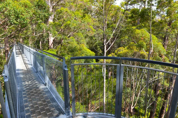 Devler Vadisi 'ndeki uzun ağaç tepelerinde yürüyorum. Güney Batı Avustralya' da..