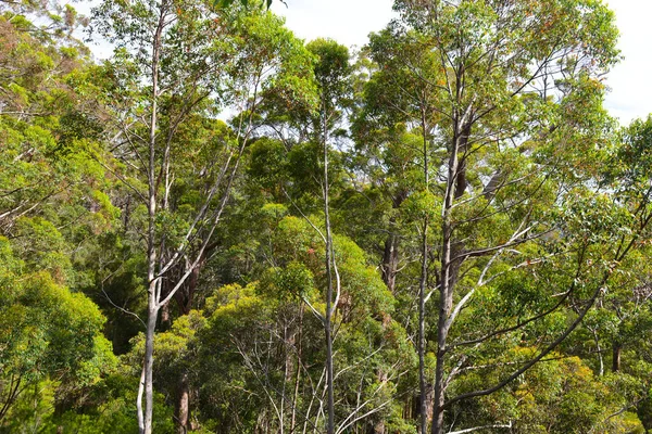 Walking Tall Tree Tops Valley Giants South Western Australia — Fotografia de Stock