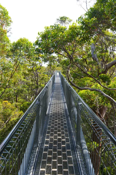 Wandern Entlang Der Hohen Baumwipfel Tal Der Giganten Südwesten Australiens — Stockfoto