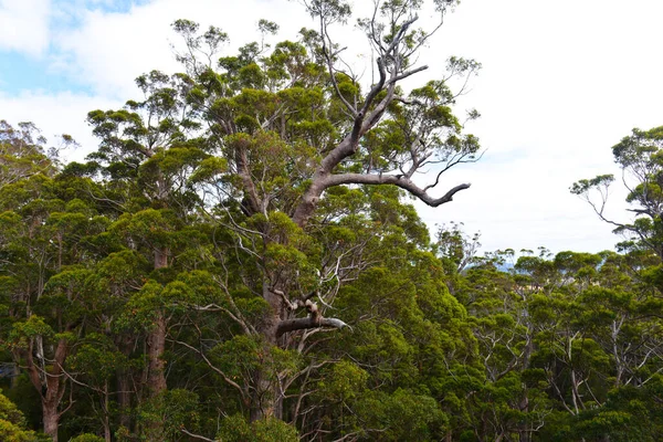 Прогулюючись Уздовж Високих Верхівок Дерев Долині Велетнів Південно Західної Австралії — стокове фото