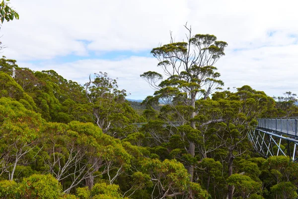 Walking Tall Tree Tops Valley Giants South Western Australia — Fotografia de Stock