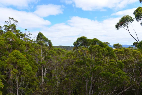 Прогулюючись Уздовж Високих Верхівок Дерев Долині Велетнів Південно Західної Австралії — стокове фото