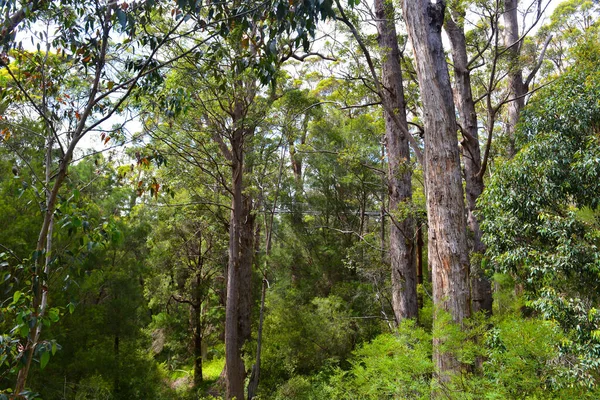 Прогулка Высоким Вершинам Деревьев Долине Гигантов Юго Западной Австралии — стоковое фото