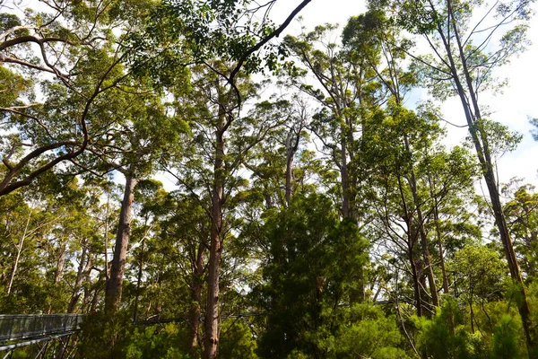 Walking Tall Tree Tops Valley Giants South Western Australia — Stock fotografie