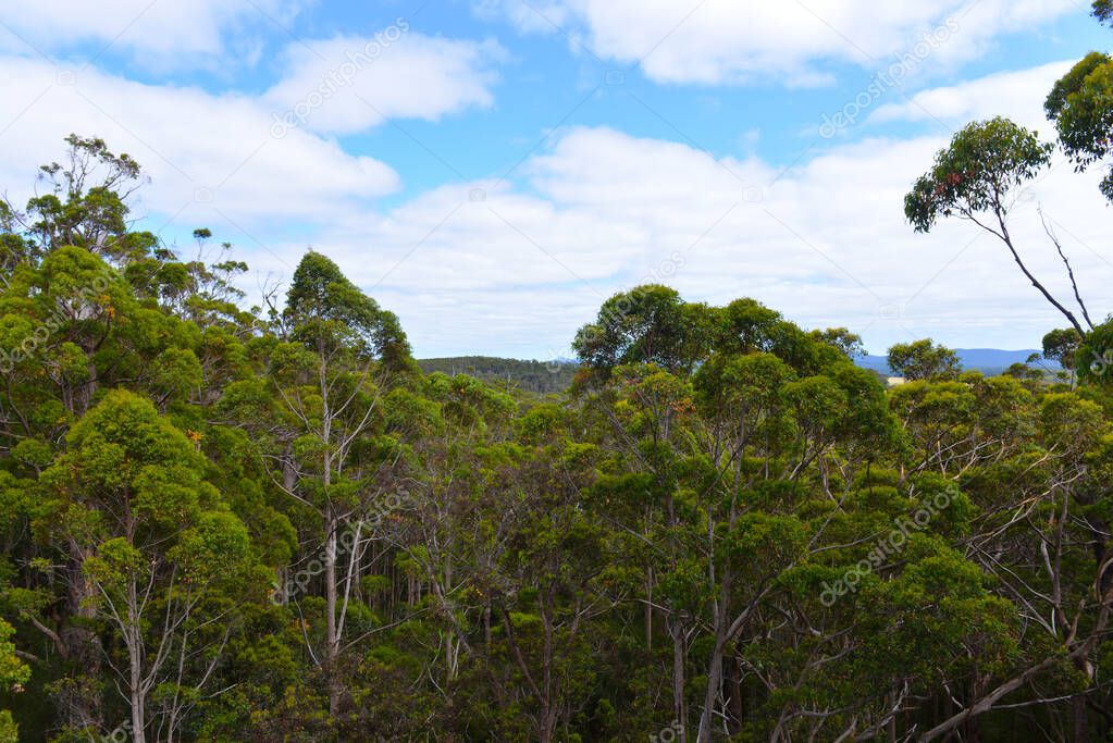 Walking along the tall tree tops in the Valley of the Giants South Western Australia.