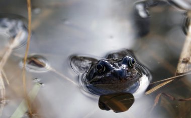 kurbağa