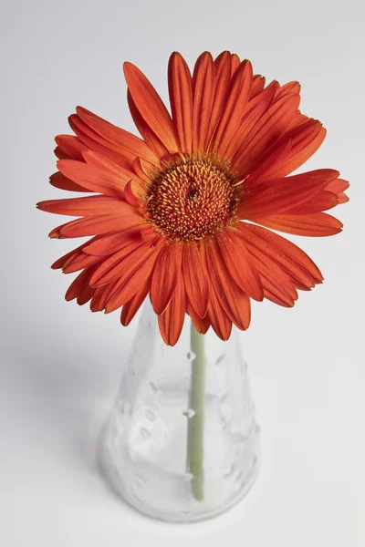 Gerbera vermelha no vaso — Fotografia de Stock