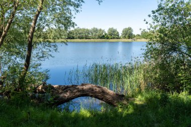 lake in the forest, tree trunk at the strand or river bank