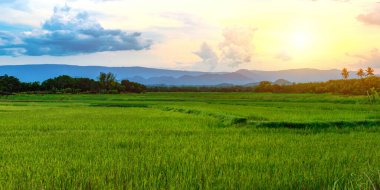 Yeşil pirinç fideleri bir çeltik tarlasında güzel gökyüzü bulutları ve güneş arka planda bir dağ sırasının üzerinde batıyor.