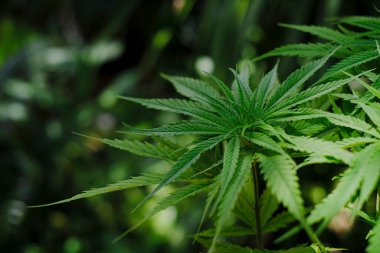 Bulanık arka planda yeşil bitkisel kenevir filizleniyor, Tayland 'dan Hang Kra Rog Phu Phan türü