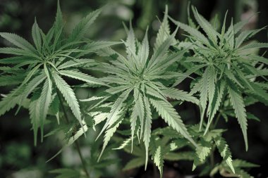 Bulanık arka planda yeşil bitkisel kenevir filizleniyor, Tayland 'dan Hang Kra Rog Phu Phan türü