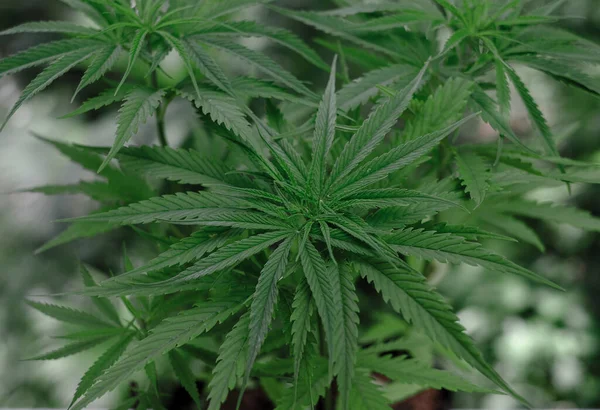 Groene Medicinale Cannabis Bloeiende Wazige Achtergrond Soort Hang Kra Rog — Stockfoto
