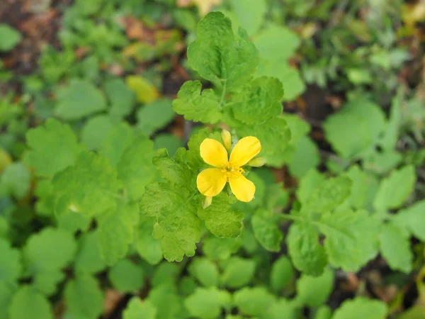 Celandine çiçekleri. Yakın plan fotoğraf. Çiçekli selandin. İlaç fabrikası..