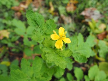 Celandine çiçekleri. Yakın plan fotoğraf. Çiçekli selandin. İlaç fabrikası.