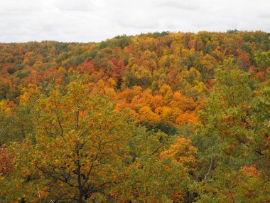 Güzel turuncu ve kırmızı sonbahar ormanı, turuncu tepelerde birçok ağaç