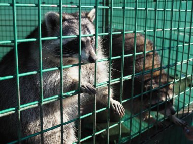 Kafesteki hayvan çiftliğindeki rakun hayvanı..