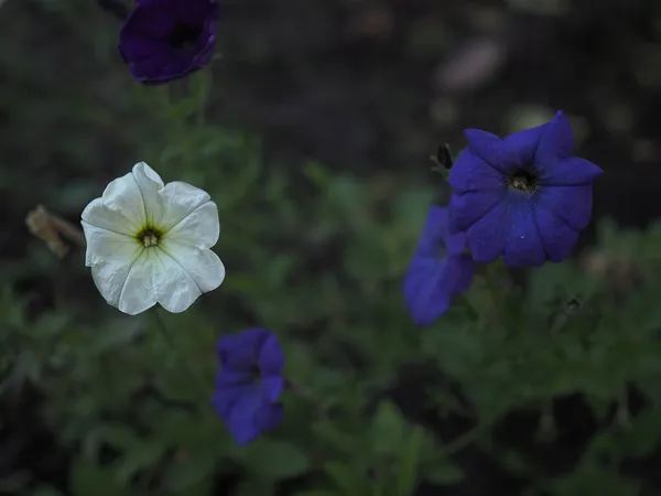 Két Petúnia Virág Kék Fehér — Stock Fotó