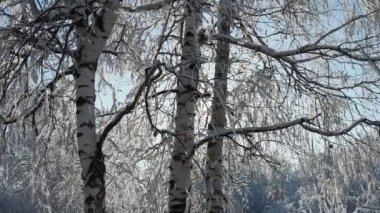 Güneş, karla kaplı bir ormanda bir huş ağacının gövdesinin arkasından dışarı bakar.