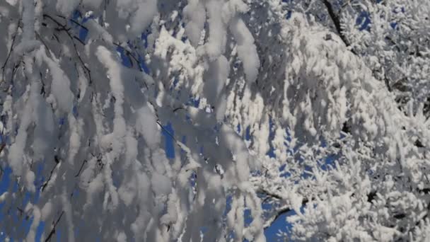 新的一层雪覆盖着灌木和草叶的枝条 季节的变化 冬天的开始 — 图库视频影像