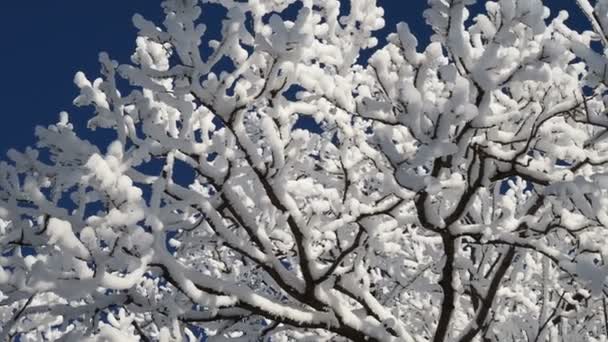 Красивые Ветви Деревьев Покрытые Снегом Против Голубого Неба Яркий Солнечный — стоковое видео