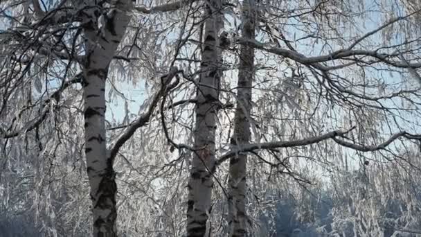 Sonne Lugt Hinter Dem Stamm Einer Birke Hervor Einem Schneebedeckten — Stockvideo