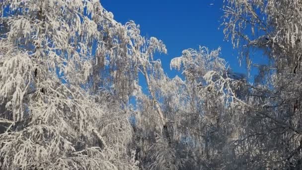 Bellissimi Rami Albero Coperti Neve Contro Cielo Blu Una Luminosa — Video Stock