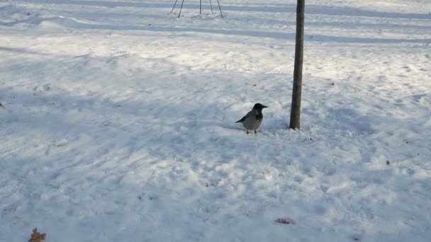 Gagak Berkerudung Corvus Cornix Mencari Makanan Salju Finlandia — Stok Video