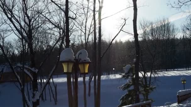 冬天的模式 草和树枝上 小雪容易吹散 阳光明媚的日子里 雪花闪耀 — 图库视频影像