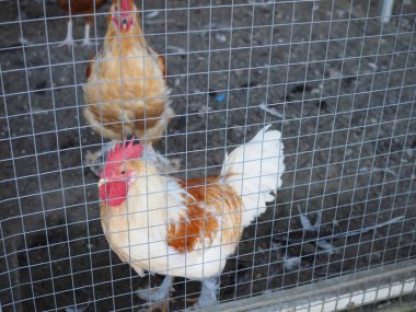 Bir çiftlikteki tavuk kümesinde benekli horoz parmaklıklar arkasında.