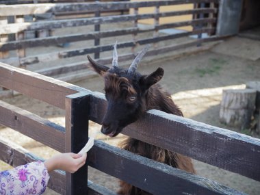 Senin el lahana dışında yemek keçi.
