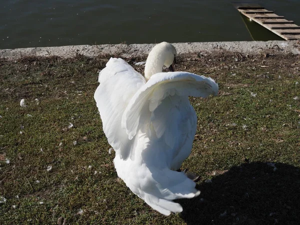 Взрослый Белый Лебедь Расправляет Крылья Парке — стоковое фото